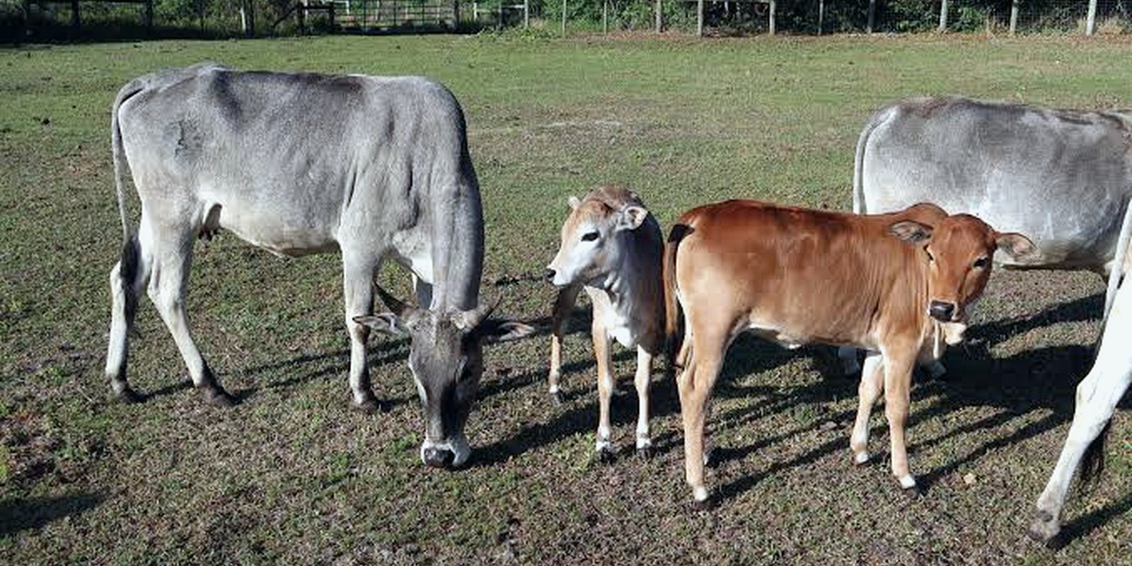 Zebu cattle with calves on pasture — the herd type measured in the study.