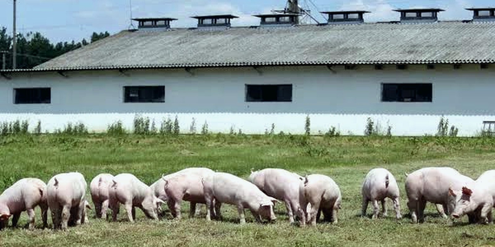 Smallholder pigs of the kind surveyed for African Swine Fever income impact.